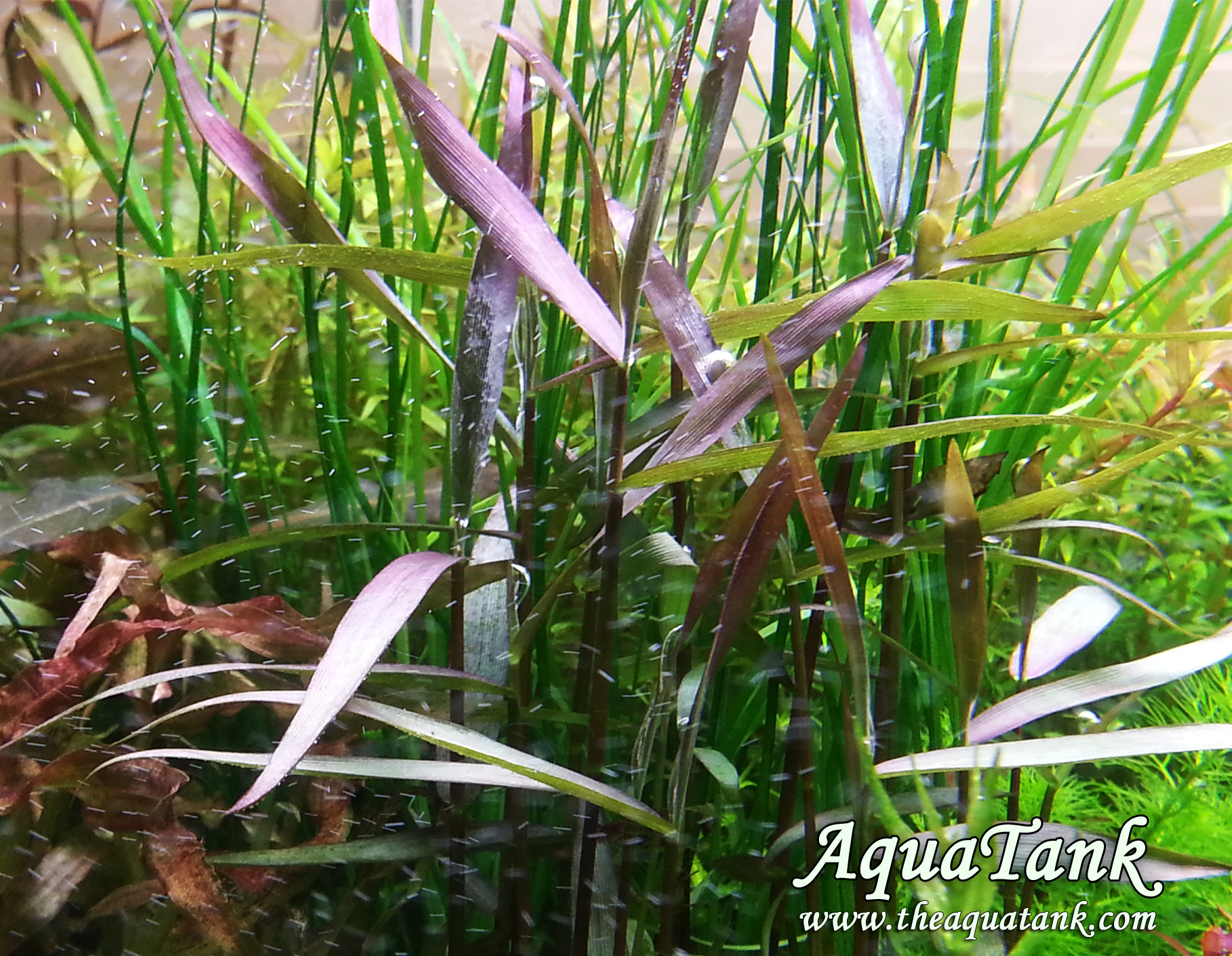 Poaceae sp. 'Purple Bamboo' aquarium plant | AquaTank Rare Aquarium Plants